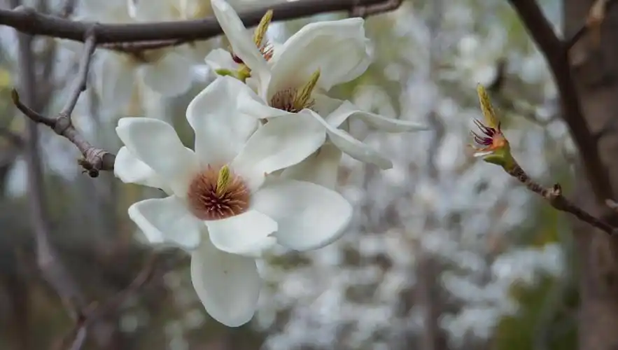 (文/图 白伟峰)黄河楼附近盛开的玉兰花黄河楼远景游客正在拍摄盛开的
