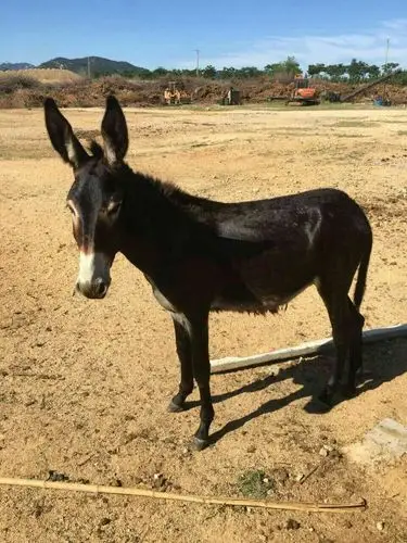 我叫德州黑驴,我漂亮不?美不美!