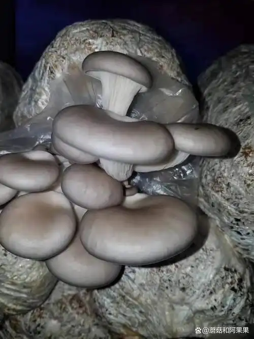 本地菇农最喜欢种植的食用菌就是平菇了,因为平菇品种多适应性强抗性