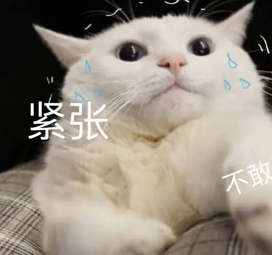 表情包:超可爱的萌宠猫咪动态静态表情包_时候_种类_不知道