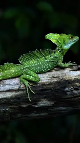 变色龙,蜥蜴,爬行动物