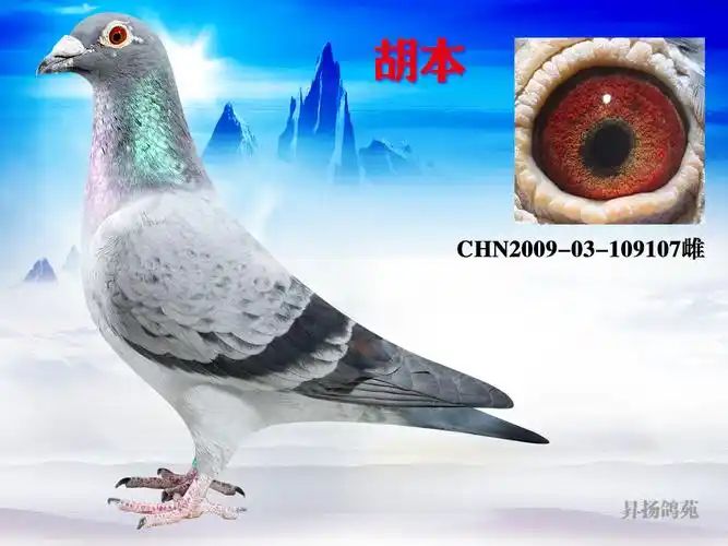 名鸽欣赏 鸽子简介 名称:胡本 环号:chn2009-03-109107 雌雄:雌 血统