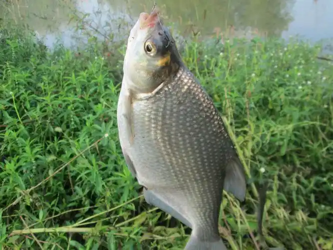 武昌鱼和鳊鱼的区别