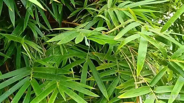 凤尾竹叶细纤柔,弯曲下垂,宛如凤尾