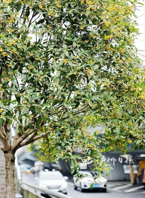 描写桂花树的优美句子_描写桂花特点的句子_形容桂花香的优美句子