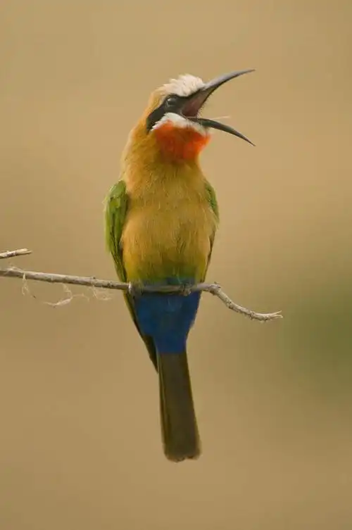 扭头,注视,娱乐,树,树木,树枝,一只,阳光,自然,观察,看,站着,张嘴