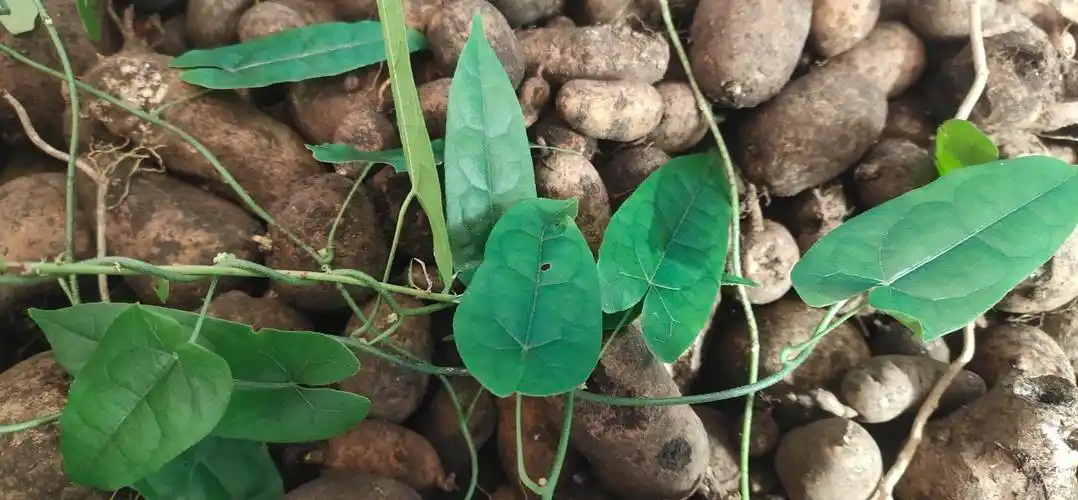 贵州野生地苦胆鲜货