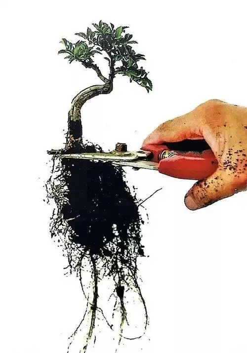 榆树桩脱胎换骨记,寥寥几个步骤转眼变成"掌上"盆景