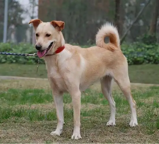 老人家直言:养狗就要养卷尾巴的,可以旺财旺家!