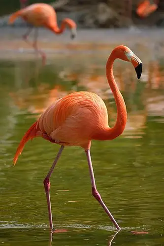 粉红火烈鸟图片