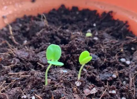 飞燕草种子发芽图片