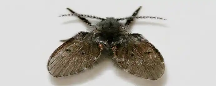 蛾蚋停在毛巾上会产卵吗