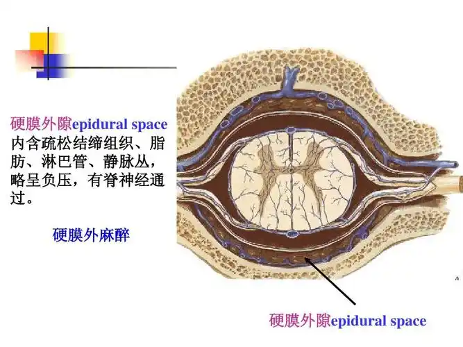 硬膜外隙epidural space