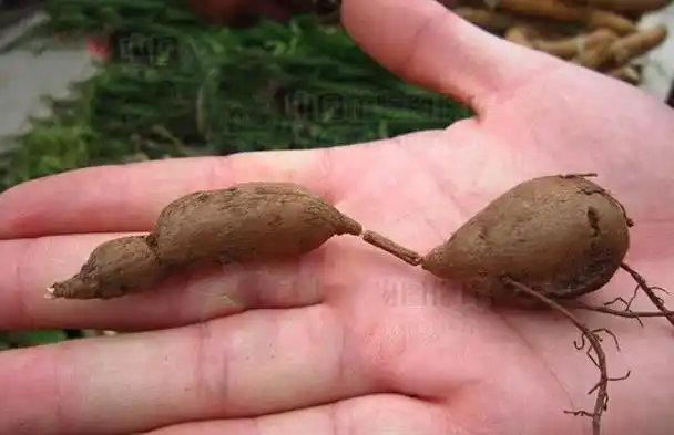 旋花科番薯属植物山土瓜,以块根入药.秋季采挖,洗净,切片,晒干.