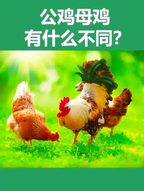 怎么分辨公鸡和母鸡,他们的区别是什么?-度小视