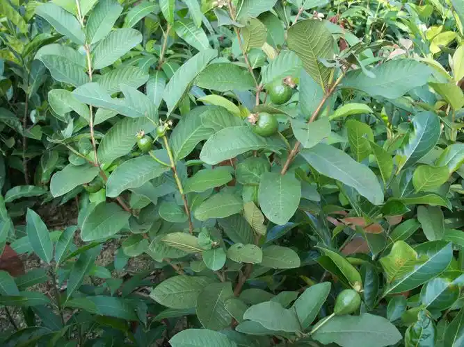 胭脂红番石榴,原来是这样种植的,不看不知道