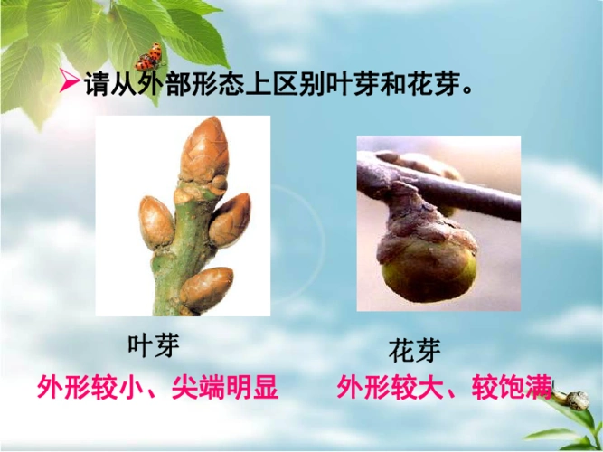 冀教版八上生物313芽的发育课件29张ppt