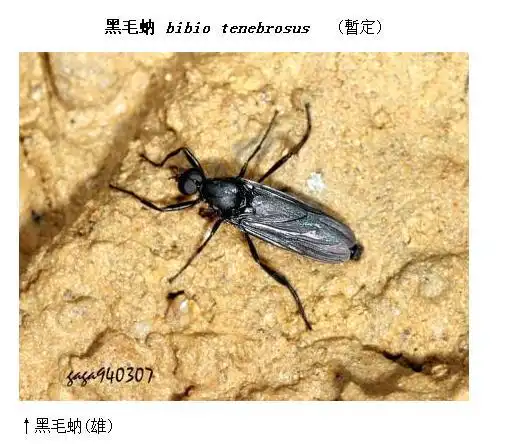展开全部 图像不清,形似黑毛蚋(bibio pp.