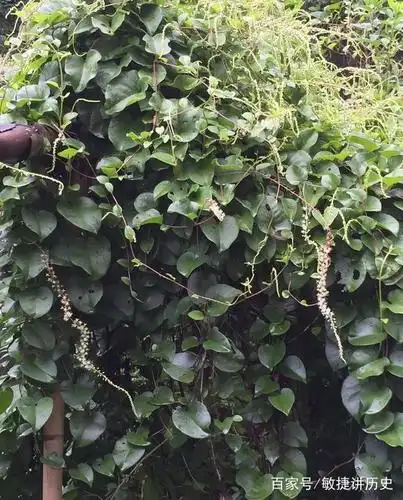 野三七怎么种植方法 - 2020年最新商品信息聚合专区 - 百度爱采购