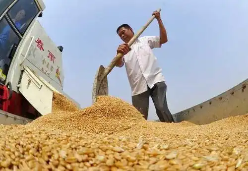 中国粮食进口量创新高 被批浪费占进口量一半