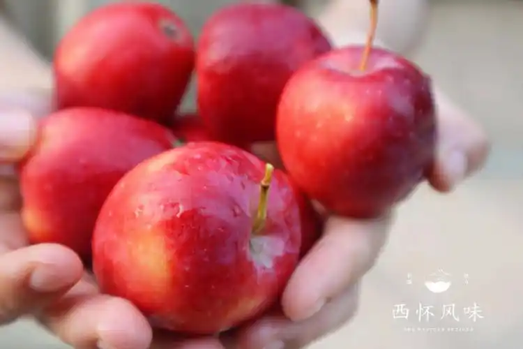 红到我心里的香妃海棠果