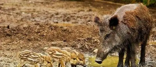 杭州男子深夜偶遇山兽神黄猄头顶叉角嘴长獠牙罕见不怕人