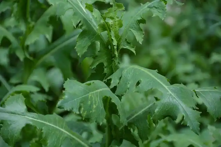 野莴苣也叫毒莴苣原创拍摄