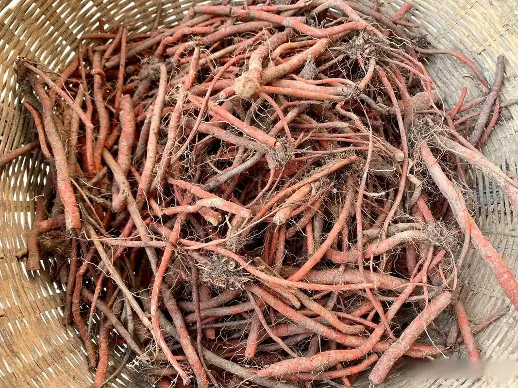 今天上山挖了好多野丹参,我们本地叫红根或蜂糖罐子根,有人知道这东西