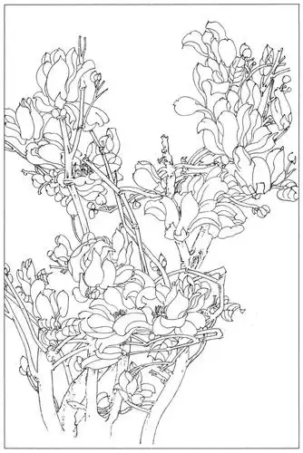 20副超清白描玉兰花素材