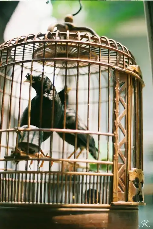 我早已是笼中鸟,与你困在一起无法逃 胶片纪实