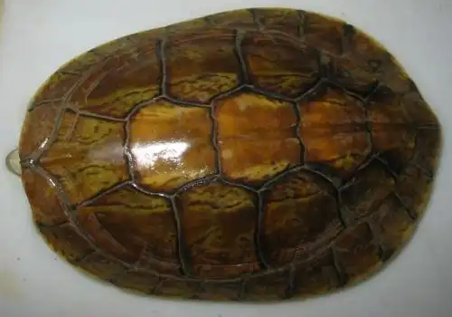 潘氏闭壳龟cuora pani