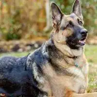 大狼狗头像霸气高清图片大全【点击鼠标右键下载】