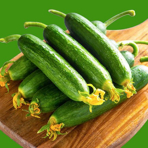适用于水果小黄瓜 无刺小黄瓜健康轻食 新鲜寿光蔬菜 5斤 小黄瓜5斤装