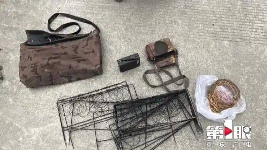 野生竹鸡你可能见都没见过,他们却一次抓了两只!_非法