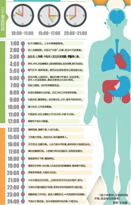 那么,生物钟是如何规划我们的一天24个小时的?