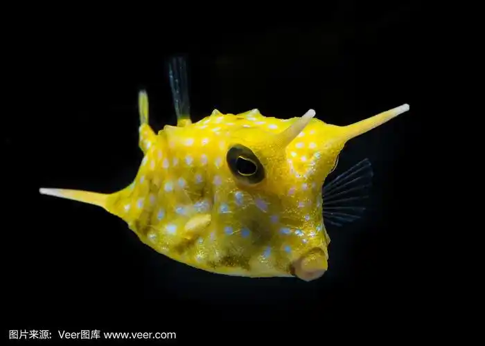 黄色的长角牛海牛