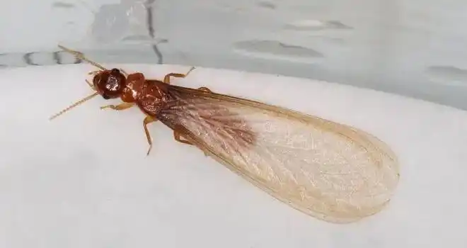 这种飞蚁就是白蚁,学名叫家白蚁,黑翅土白蚁,黄翅大白蚁等,老百姓通常