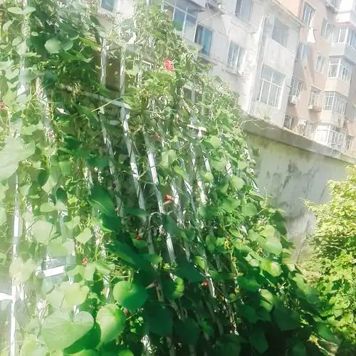 爬满窗户架的牵牛花