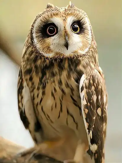 猫头鹰宝宝呆萌的睡姿太可爱了