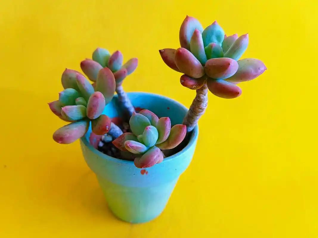 青星美人肉嘟嘟和名字一样像个美人