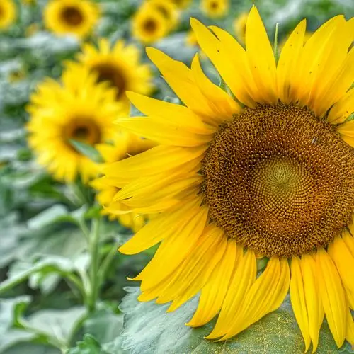 向日葵. - 轻摄影 - 一加手机社区官方论坛