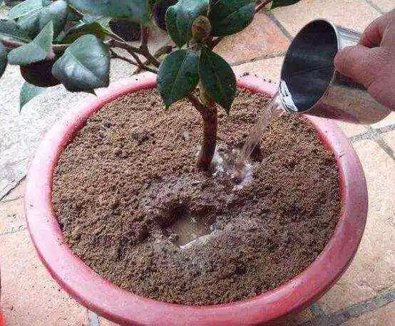 茶花换盆总活不长那是施肥错误注意这2点1周后叶绿花多