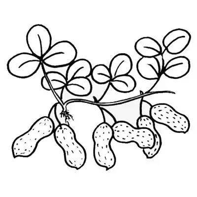 浔阳晚报数字报-青藤藤·落花生