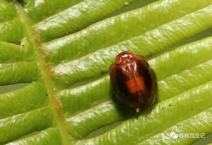 虫谱大观瓢蜡蝉