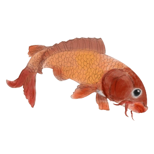 秋游旅游赏鱼免抠鲤鱼水彩卡通手绘png