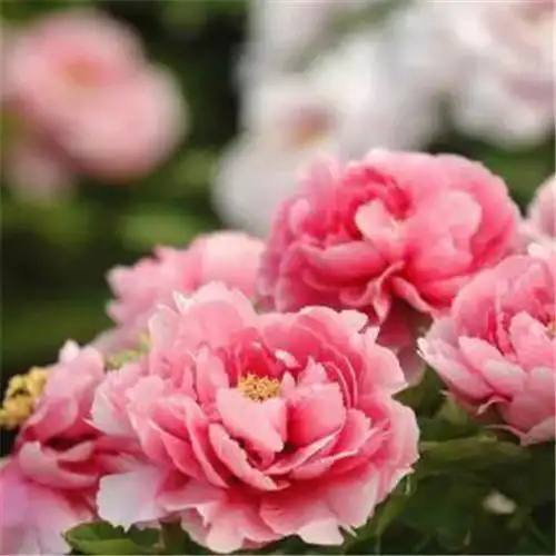 唯美鲜花头像 高清漂亮适合微信头像的花朵图片唯美_植物头像_头像屋