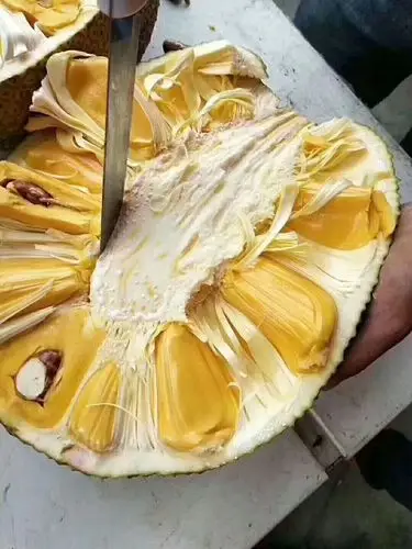 家和兄弟果业步行街,环城店