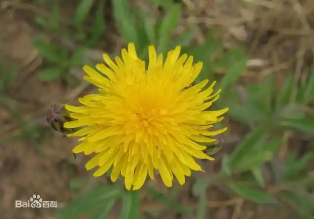驴打滚儿草茎生叶少数,小形,线状,全缘或羽状分裂.