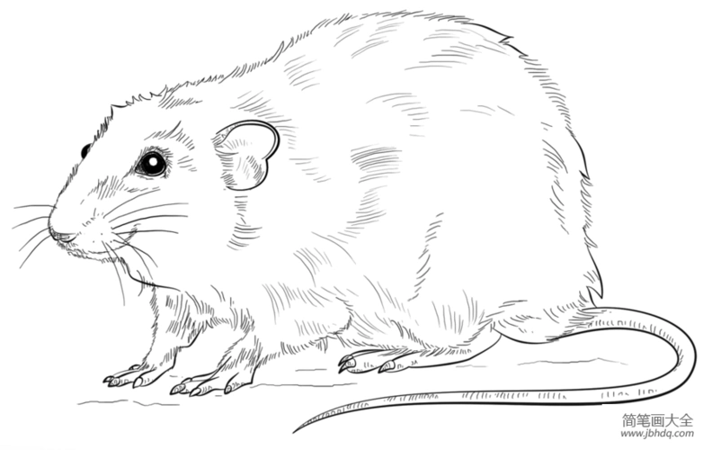 如何画一只老鼠