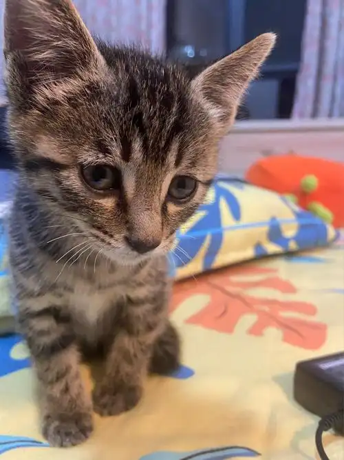 捡到了一只小狸猫